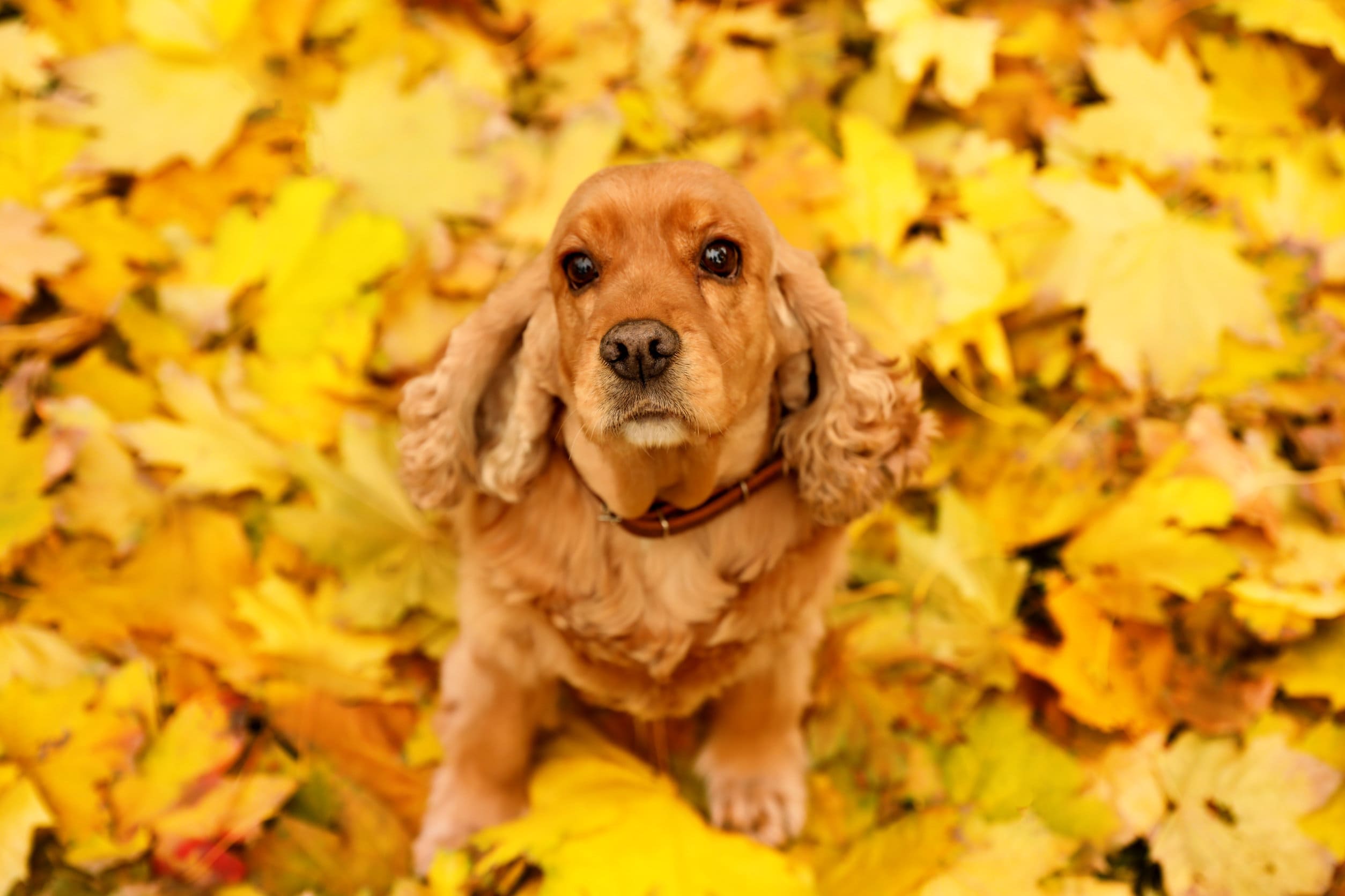 seguros de viajes, animales y hogar