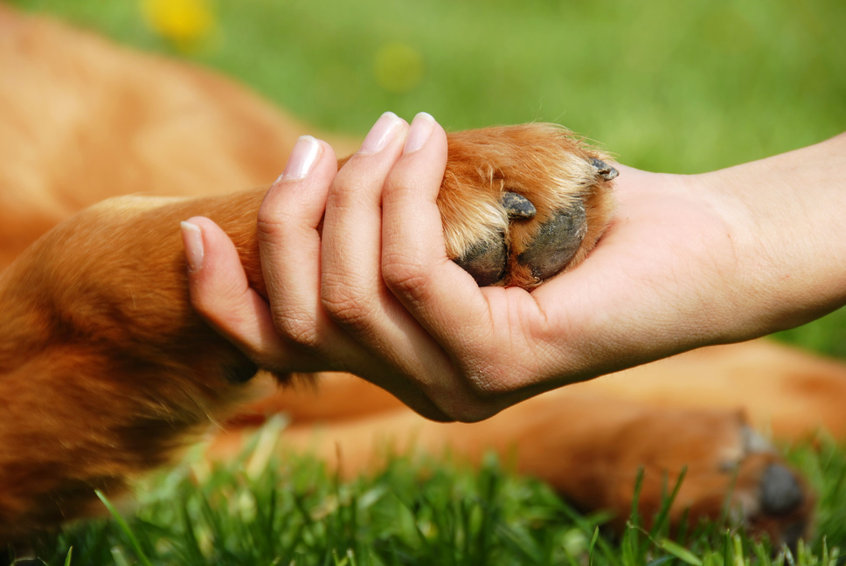 seguros de viajes, animales y hogar