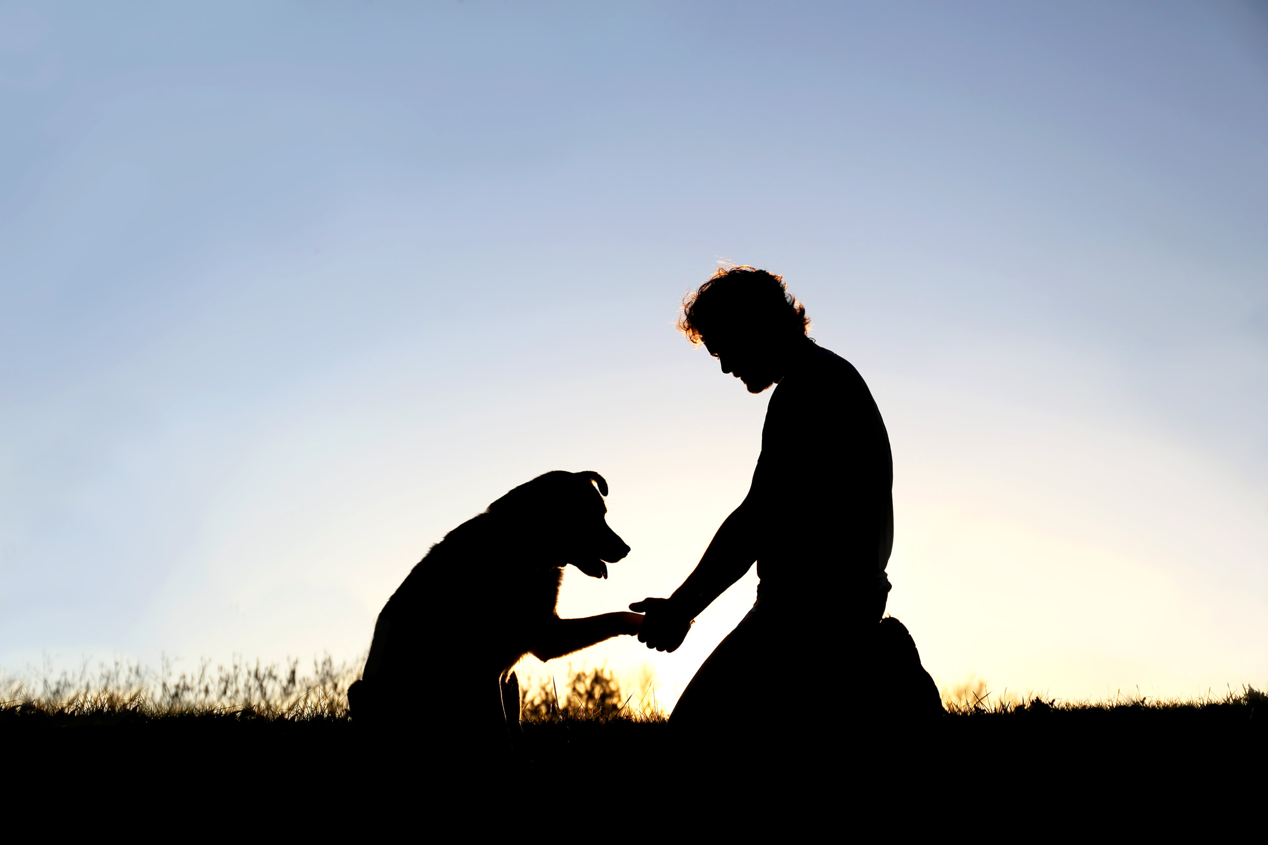 seguros de viajes, animales y hogar